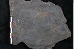 Foto (Detailansicht) von Cupanites novae zeelandiae Ettingshausen (NHMW-GEO-2024-0188-10251)